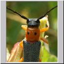 Oberea oculata - Rothalsiger Weidenbock 03.jpg